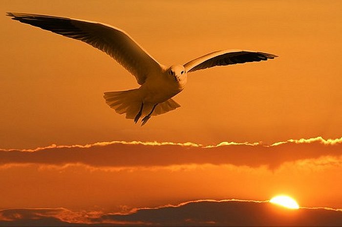 Gull Bird Flying Orange Sunset Sun Ease Freedom